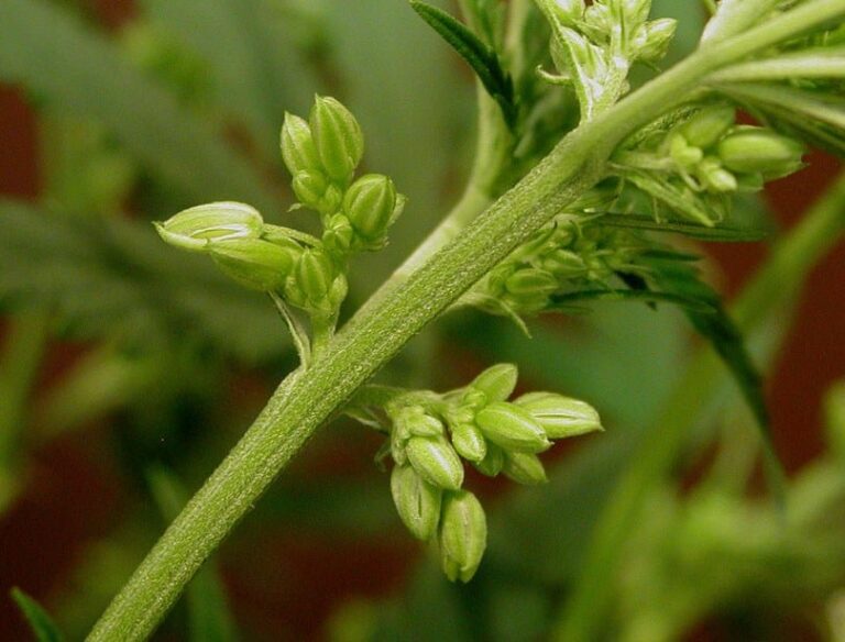 How to Use Male Hemp Flower Plant
